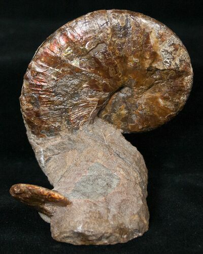 Hoploscaphities Comprimus Ammonite - SD #16986